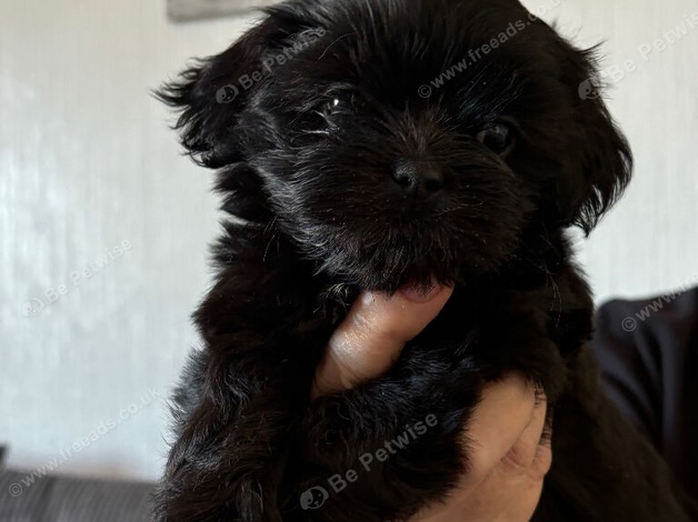 Black Curly-Furred Puppy for Adoption, Calm and Curious