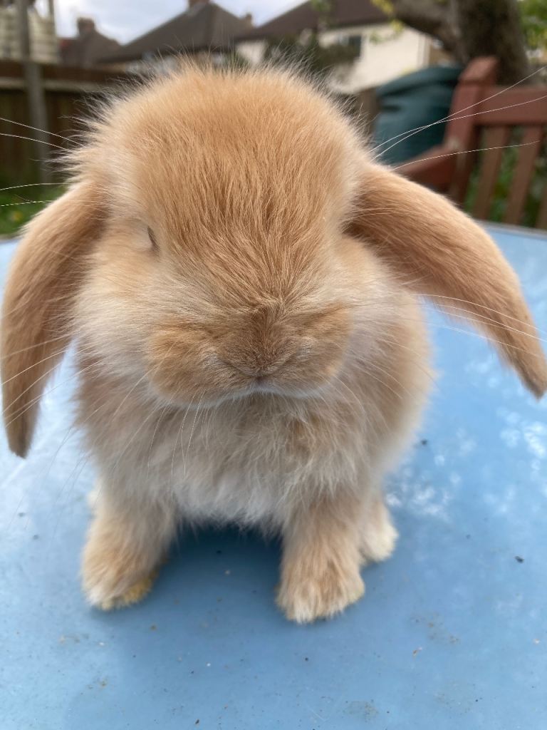 Small light brown lop-eared rabbit for sale