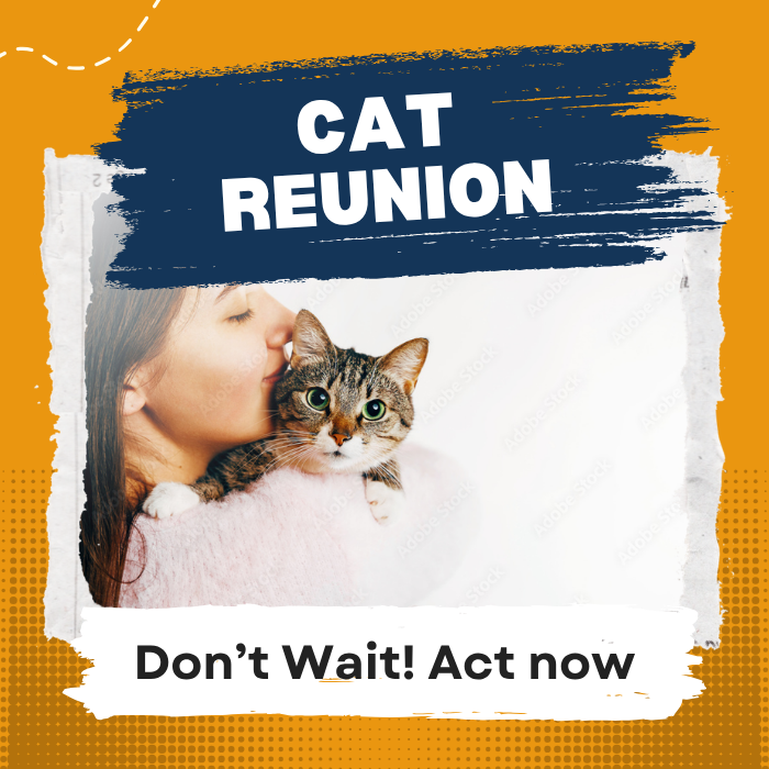 Your Cat Is Still Out There—Let’s Find Them