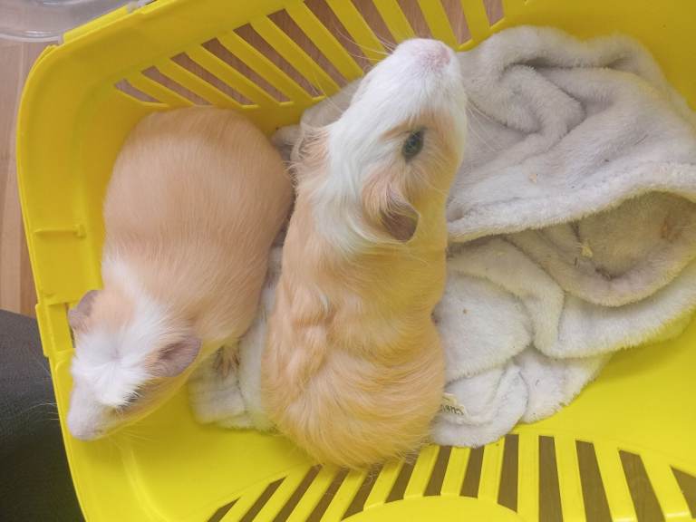 Two guinea pigs in yellow basket, contact for details