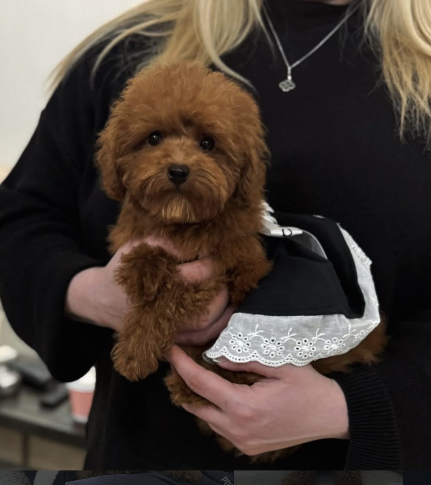 Adorable Toy Poodle Puppy For Sale