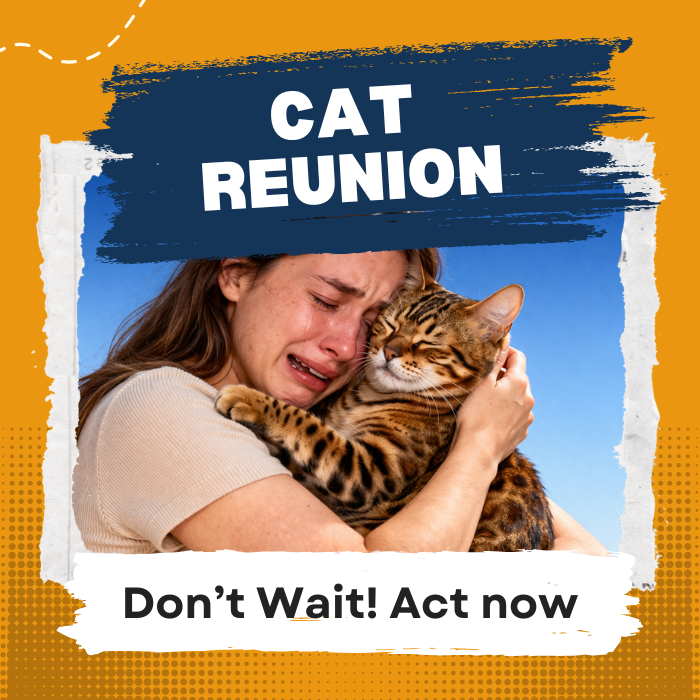 ¿Renunciar a encontrar a tu gato perdido?