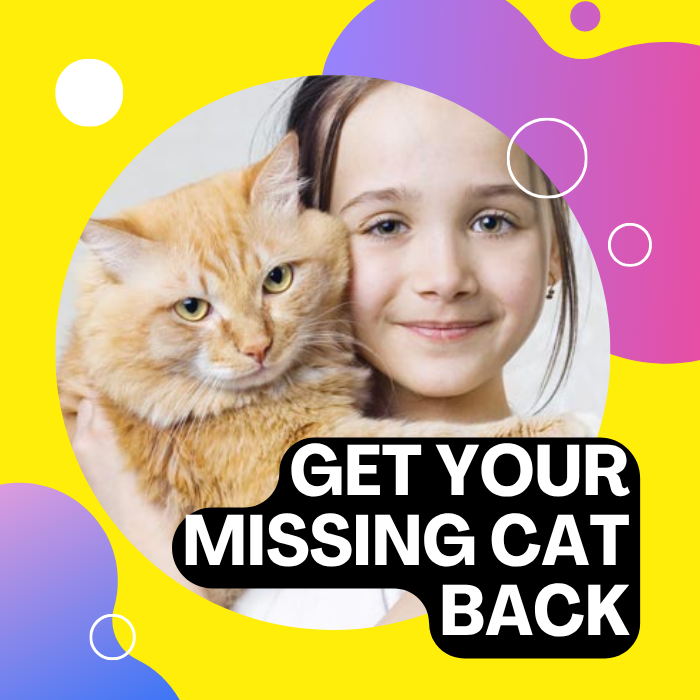 What to Do When Your Cat Goes Missing
