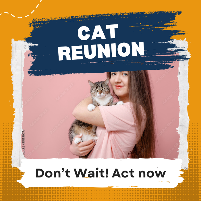 [AHORA] Reunión de gatos
