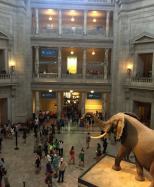 Entrada al Museo Americano de Historia Natural🗿 a mitad de precio63214317556481123