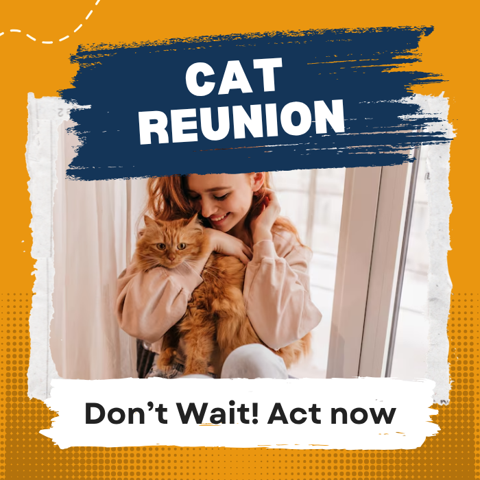 Bring your lost cat back409817408708300800