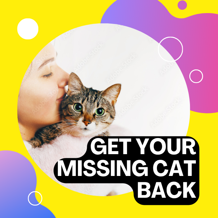 Pequeños pasos conducen a grandes reencuentros con tu gato