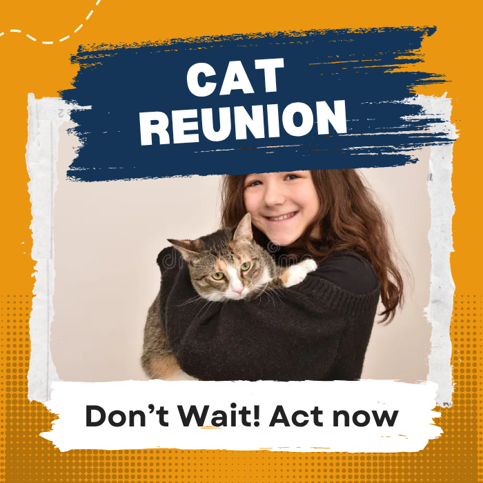 Un final feliz para tu gato perdido