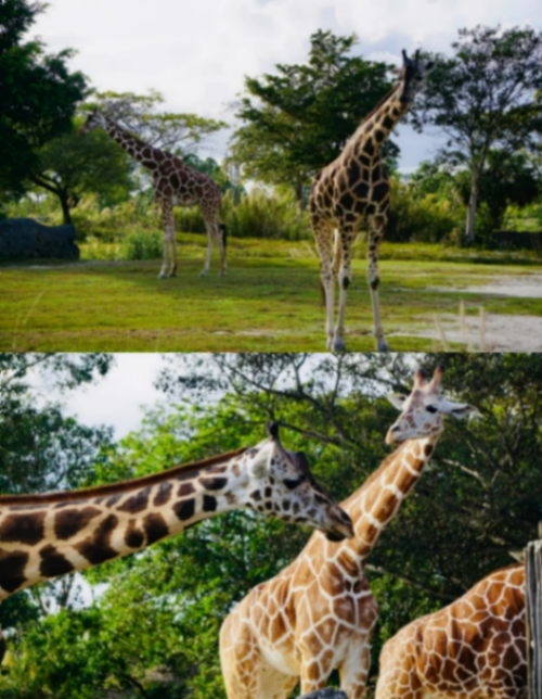 ZooTampa en Tampa, EE. UU. - Mitad de precio, 24 $63214380355585121