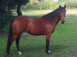 Chestnut Horse with Dark Mane and White Leg Markings