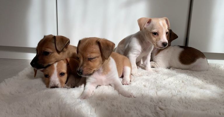 Four Beagle Puppies for Adoption, Contact for Details