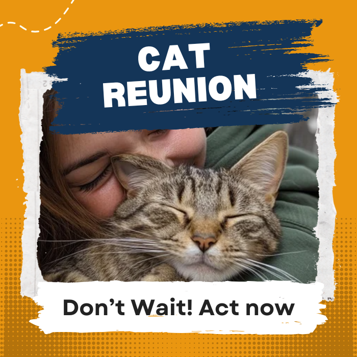 Your cat has been missing ?408569014303467520