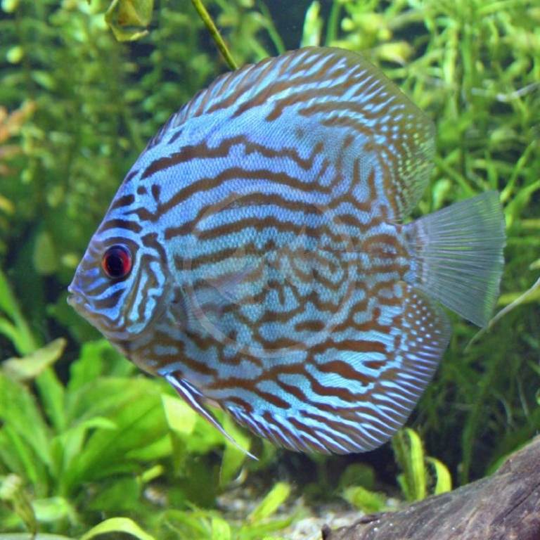 Blue and brown discus fish with red eye